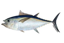 メバチマグロのイラスト