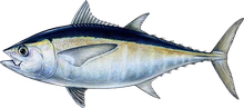 コシナガマグロのイラスト