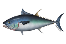 クロマグロのイラスト
