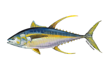 キハダマグロのイラスト