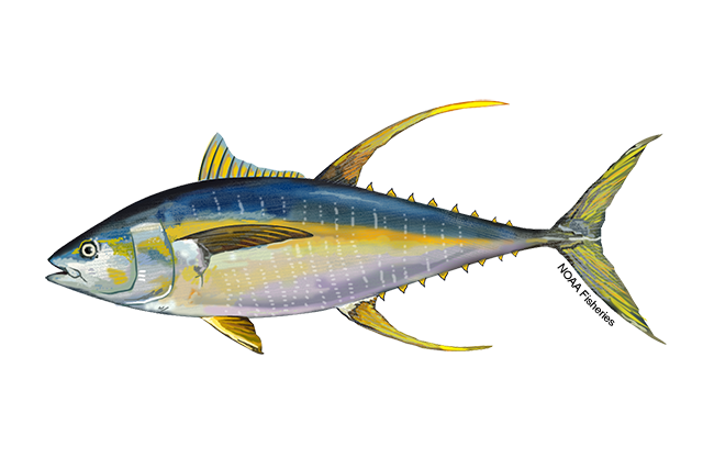 Yellowfin tuna