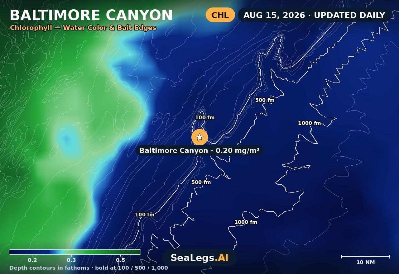 Baltimore Canyon chlorophyll chart, Aug 15, 2026 — water color and bait edges