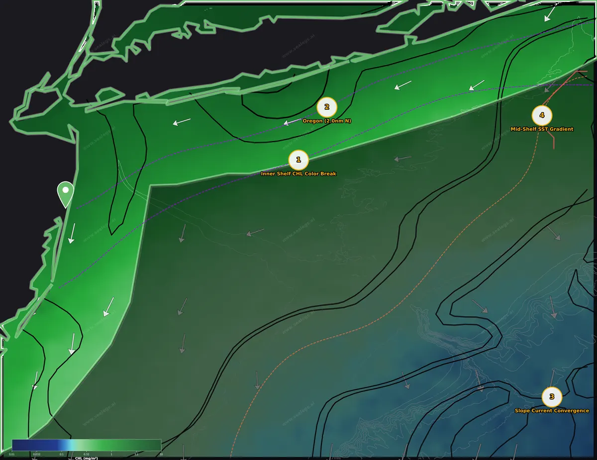 Chlorophyll map, inshore waters off Manasquan Inlet